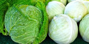 repollo