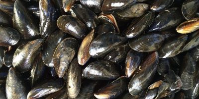 mejillones extracto