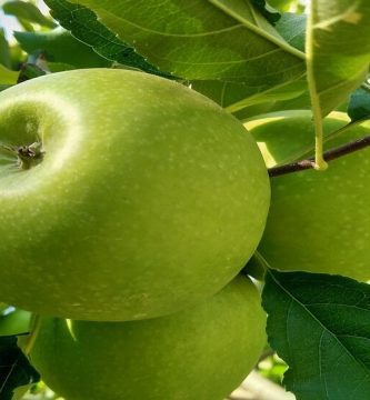 propiedades de la manzana