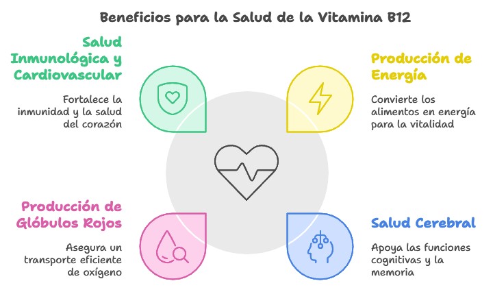 la importancia d e lavitamina B12 el corazón