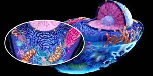 clave de cómo potenciar tu energía con el glutatión