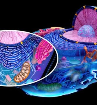 clave de cómo potenciar tu energía con el glutatión